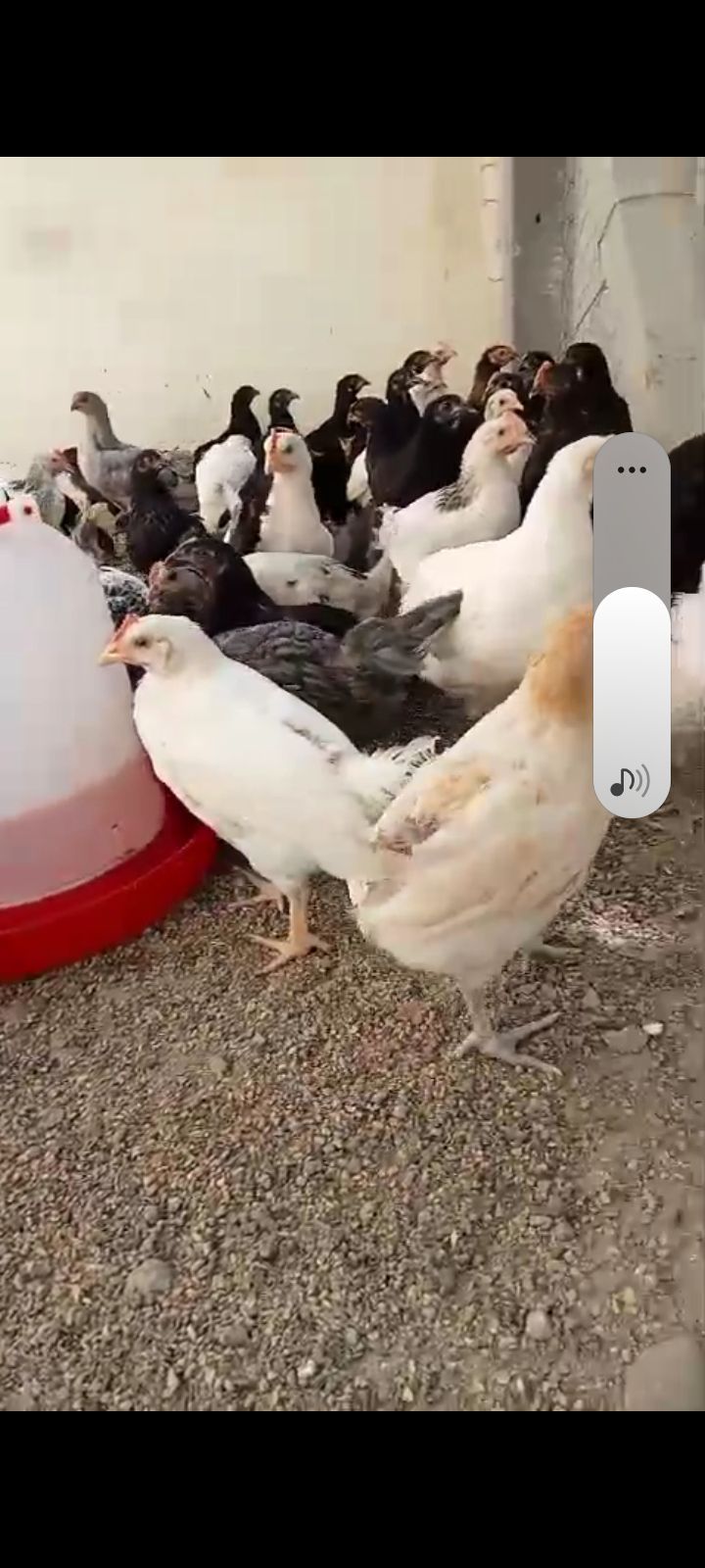 مشرع بلقصيري