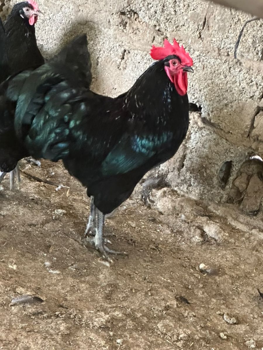 بيض دجاج الاسترالورب مخصب