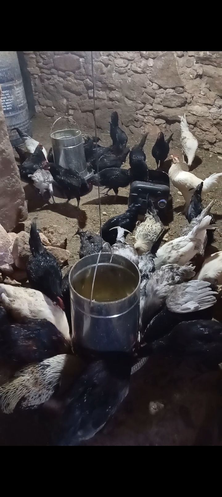 فرارج