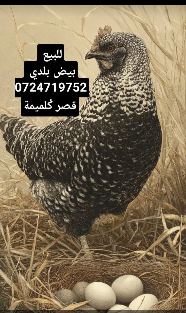 بيض بلدي طري جميل لبغه إتوصل معي 0724719752